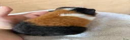 Guinea Pig rodents for sale: 4 male baby teddy guineapigs AVAILABLE  - Advert 2