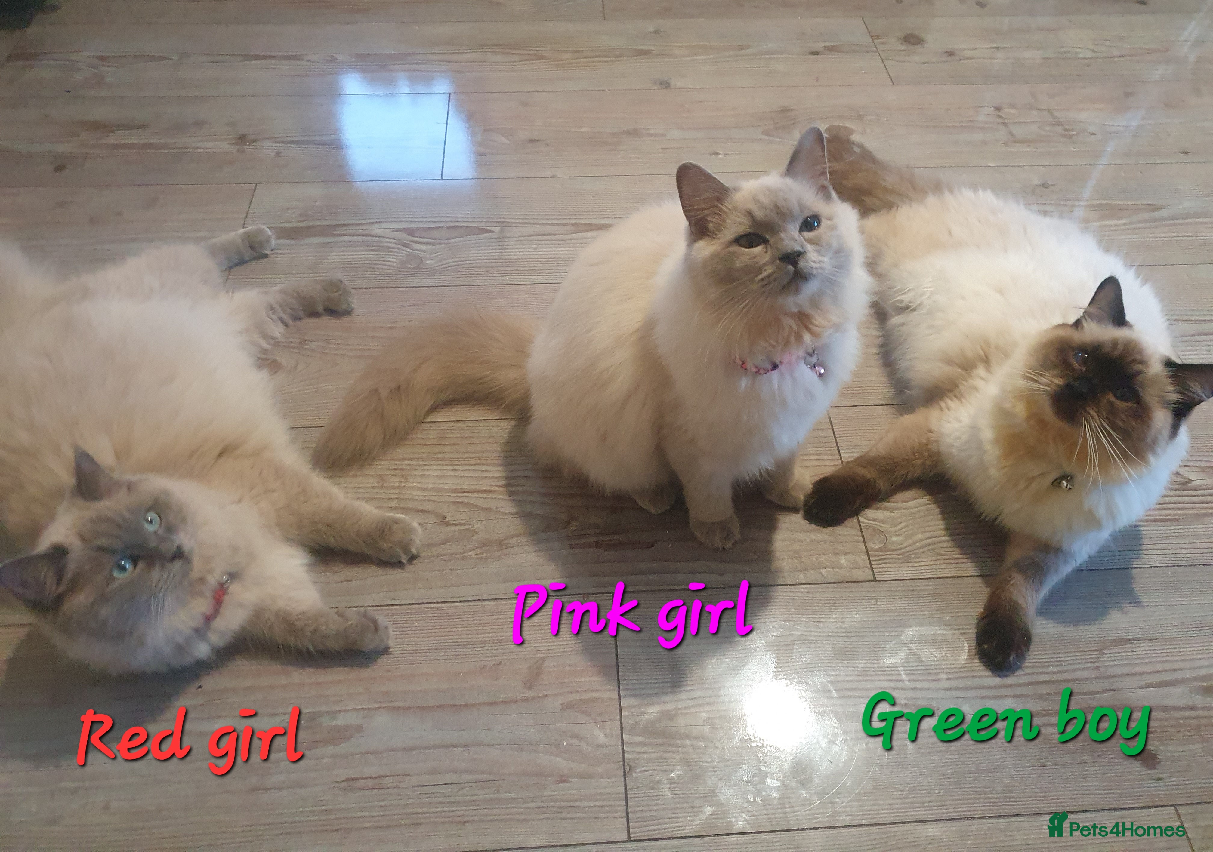 Ragdoll cats Sweet&Playful ragdolls - Advert 1