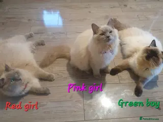 Ragdoll cats Sweet&Playful ragdolls - Advert 1