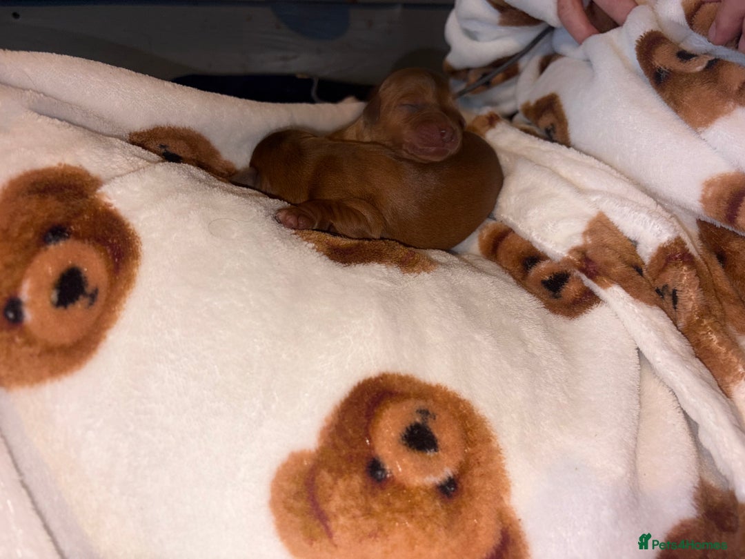 Mixed Breed dogs for sale: ❣️ beautiful Puppie’s ❣️ - Image 11