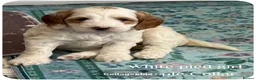 Australian Labradoodle dogs for sale: Stunning Australian Labradoodle Pups - Advert 22