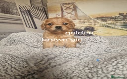 Cockapoo dogs for sale: 4 outstanding cockerpoos  - Image 23