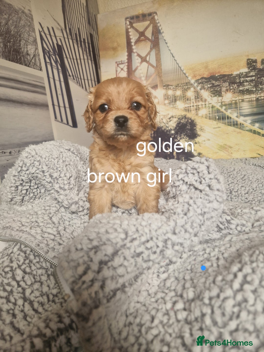 Cockapoo dogs for sale: 4 outstanding cockerpoos  - Image 23