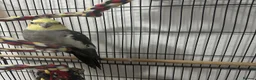 Cockatiels birds for sale: Beautiful male cocktail - Advert 5
