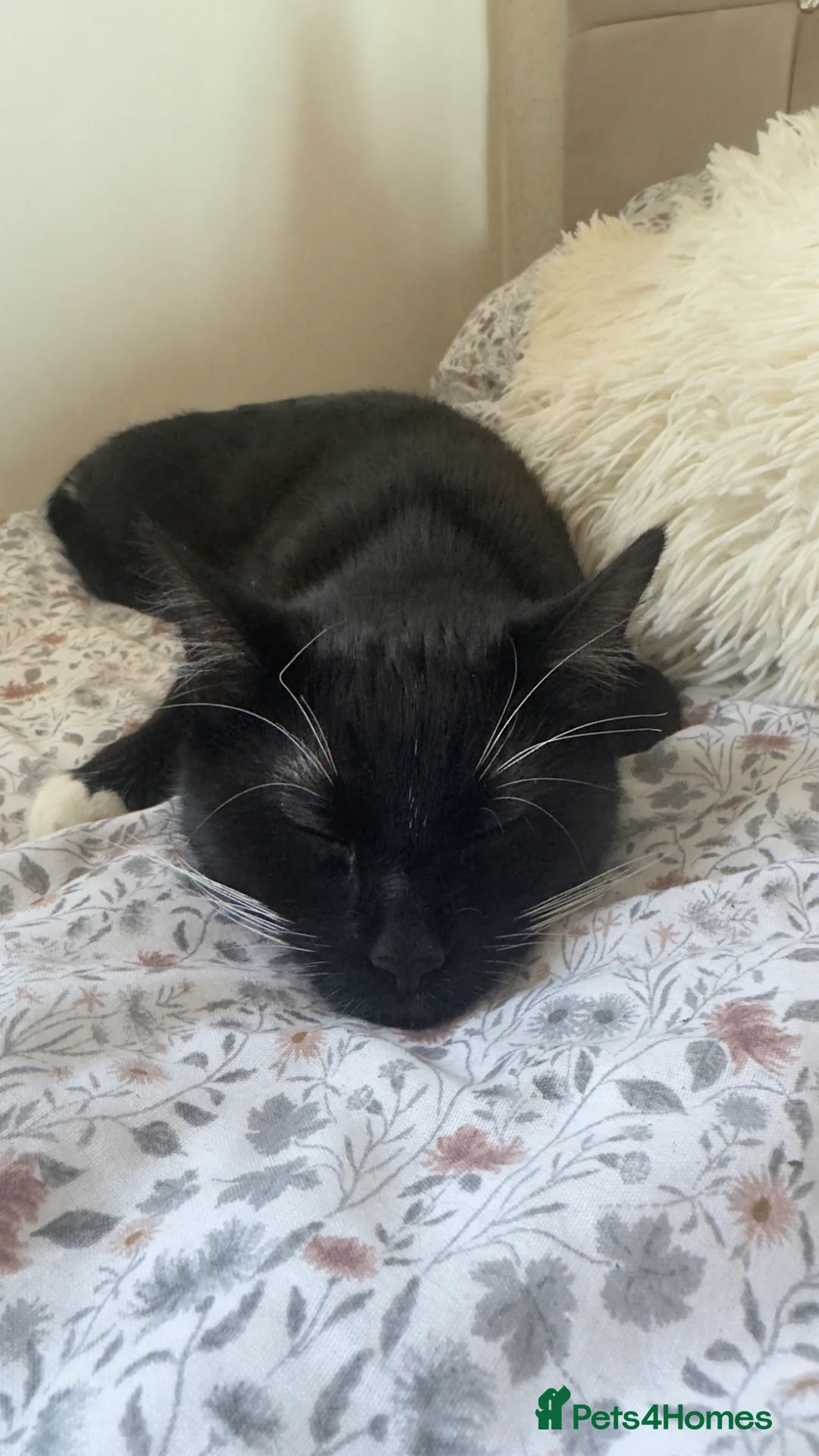 Mixed Breed cats for sale: Kittens in Dudley - Advert 9