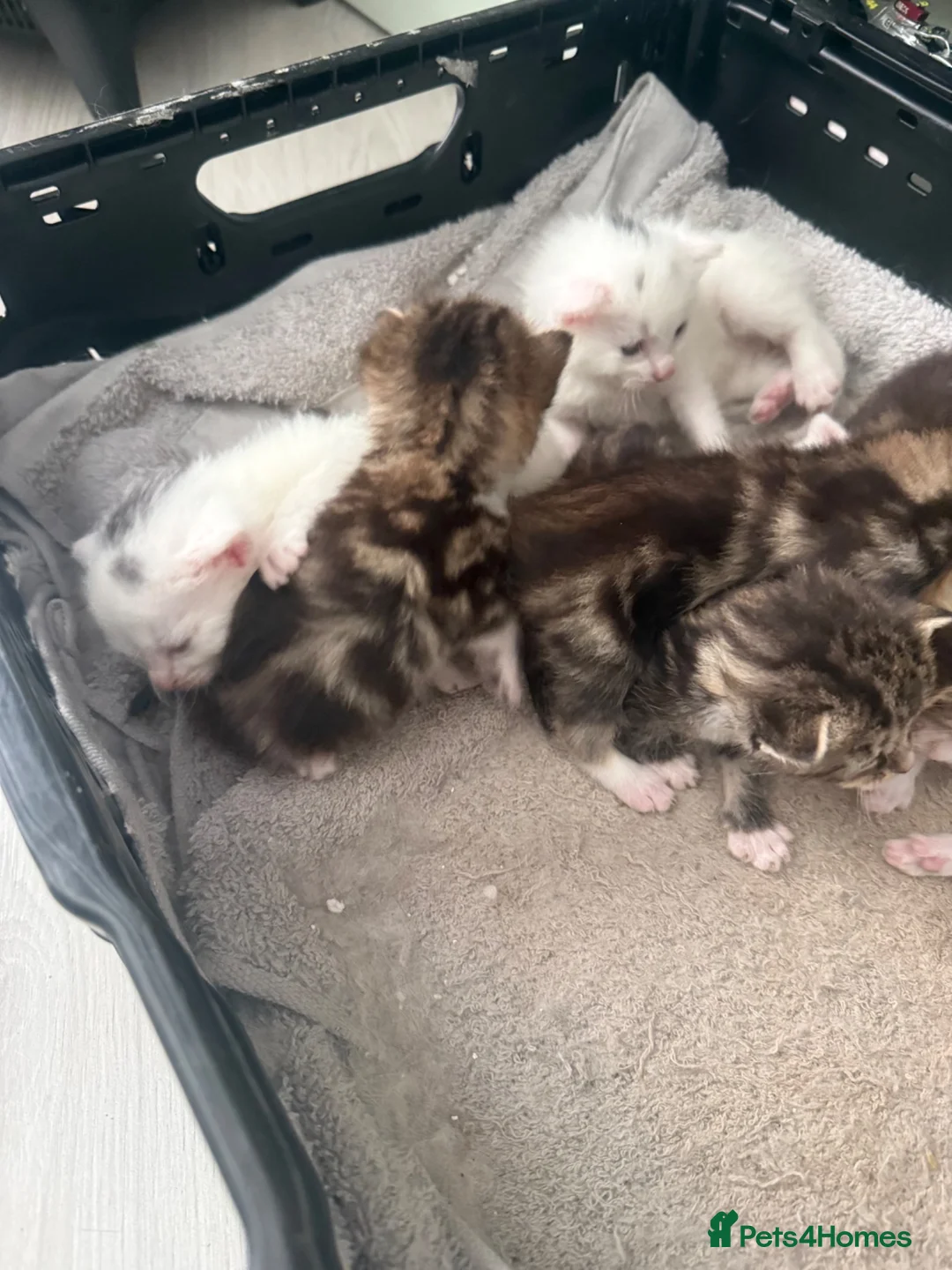 Mixed Breed cats for sale: 4x tabby kittens 3x white and grey kittems - Advert 1