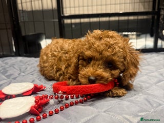 Toy Poodle dogs 5* Champion Bloodline Asian Toy Poodles - Advert 20