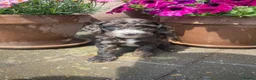 Cockapoo dogs for sale: Beautiful Litter of F1B Cockapoos🐶 - Advert 5