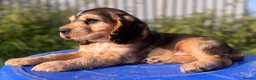 Cocker Spaniel dogs for sale: Sykehead cocker spaniel KC comprehensive health - Advert 24
