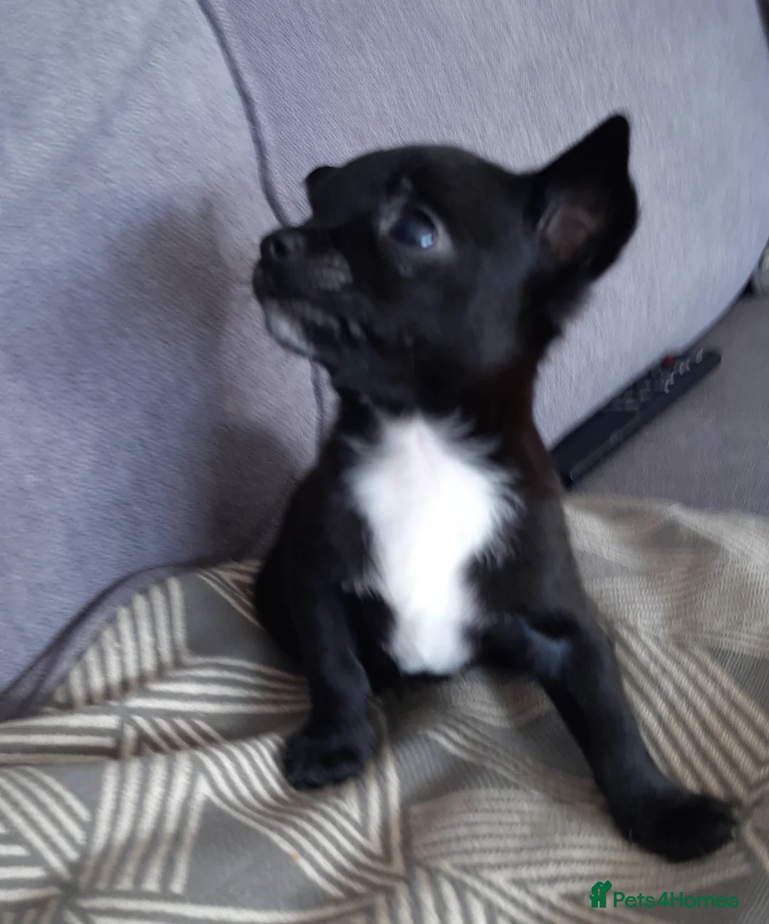 Chihuahua dogs for stud: FREDERICK VON LOVEHUNTER KC Champion heritage Stud in Chorley - Advert 30