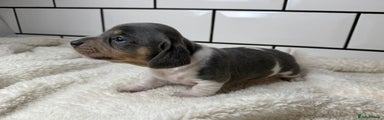 Miniature Dachshund Puppy 3