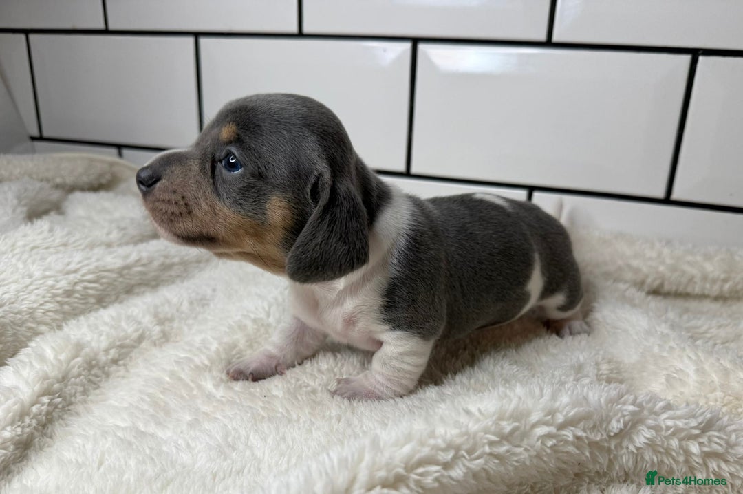 Miniature Dachshund dogs for sale: STUNNING MINIATURE DACHSHUNDS DAPPLE KC  - Advert 5