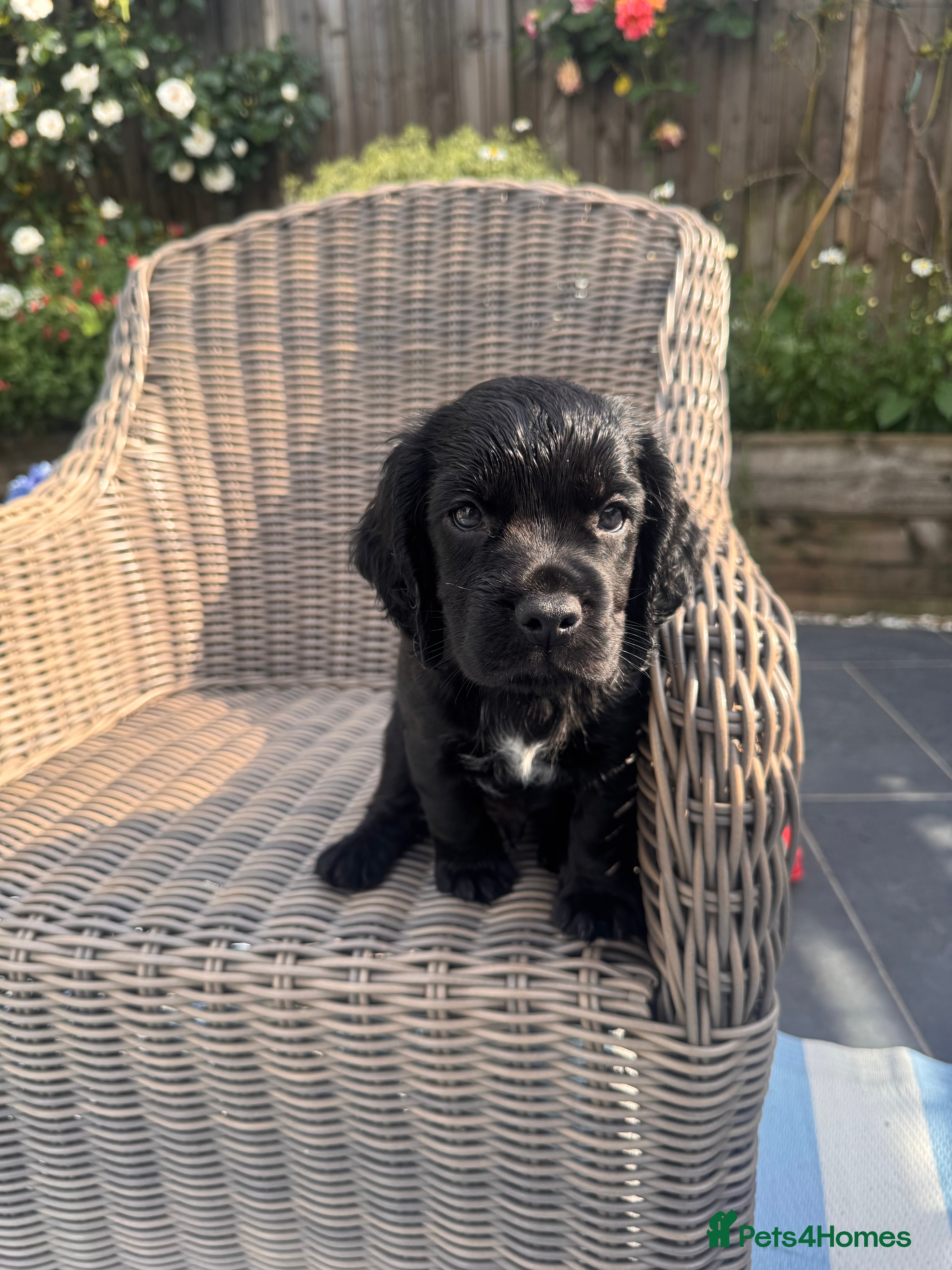 Cocker Spaniel dogs LAST ONE Cocker Spaniel Puppy. **Ready to go** - Advert 2