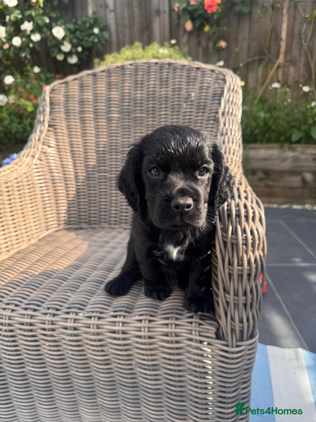 Cocker Spaniel dogs for sale: LAST ONE Cocker Spaniel Puppy. **Ready to go** - Advert 2