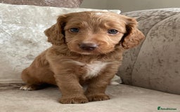 Cockapoo dogs for sale: 🐾Beautiful F2 cockapoos  🐾 - Image 32