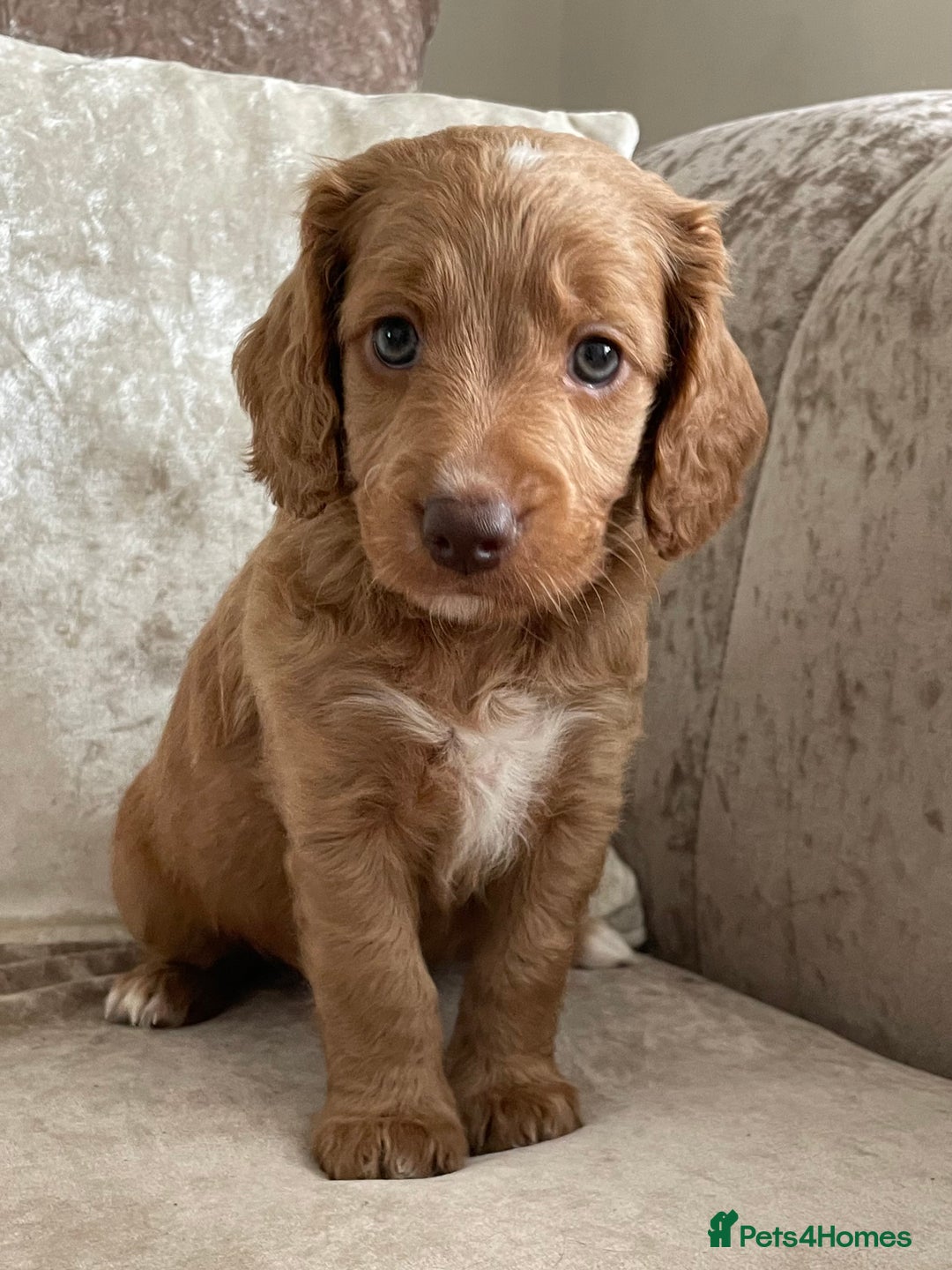Cockapoo dogs for sale: 🐾Beautiful F2 cockapoos  🐾 - Image 32