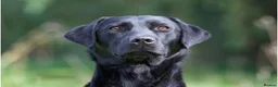 Labrador Retriever dogs for sale: Litter of Working Labrador Retriever Puppies - Advert 16