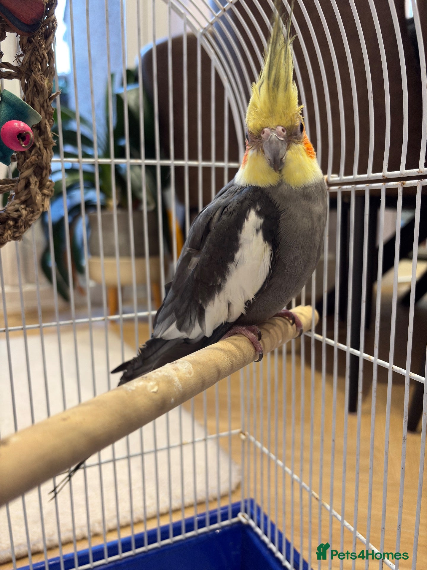 Cockatiels birds 15 month old male cockatiel - Advert 2