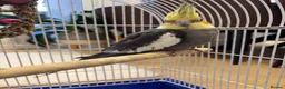 Cockatiels birds for sale: 15 month old male cockatiel - Advert 1