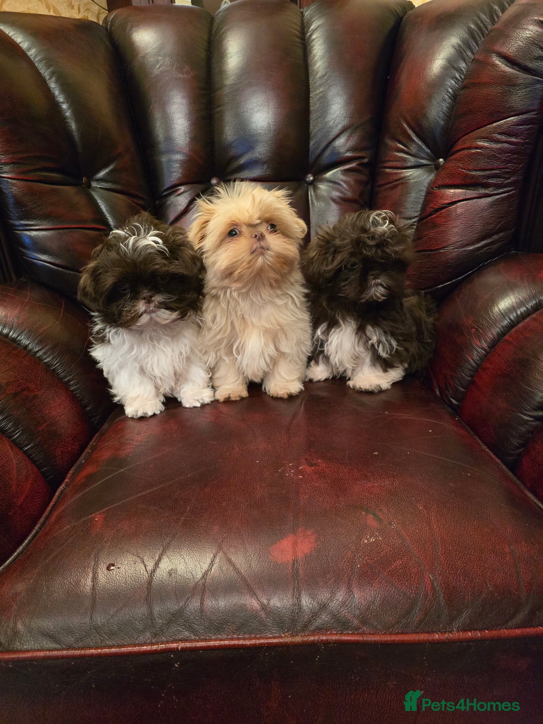 Shih Tzu dogs for sale: Stunning shih tzu - Advert 25