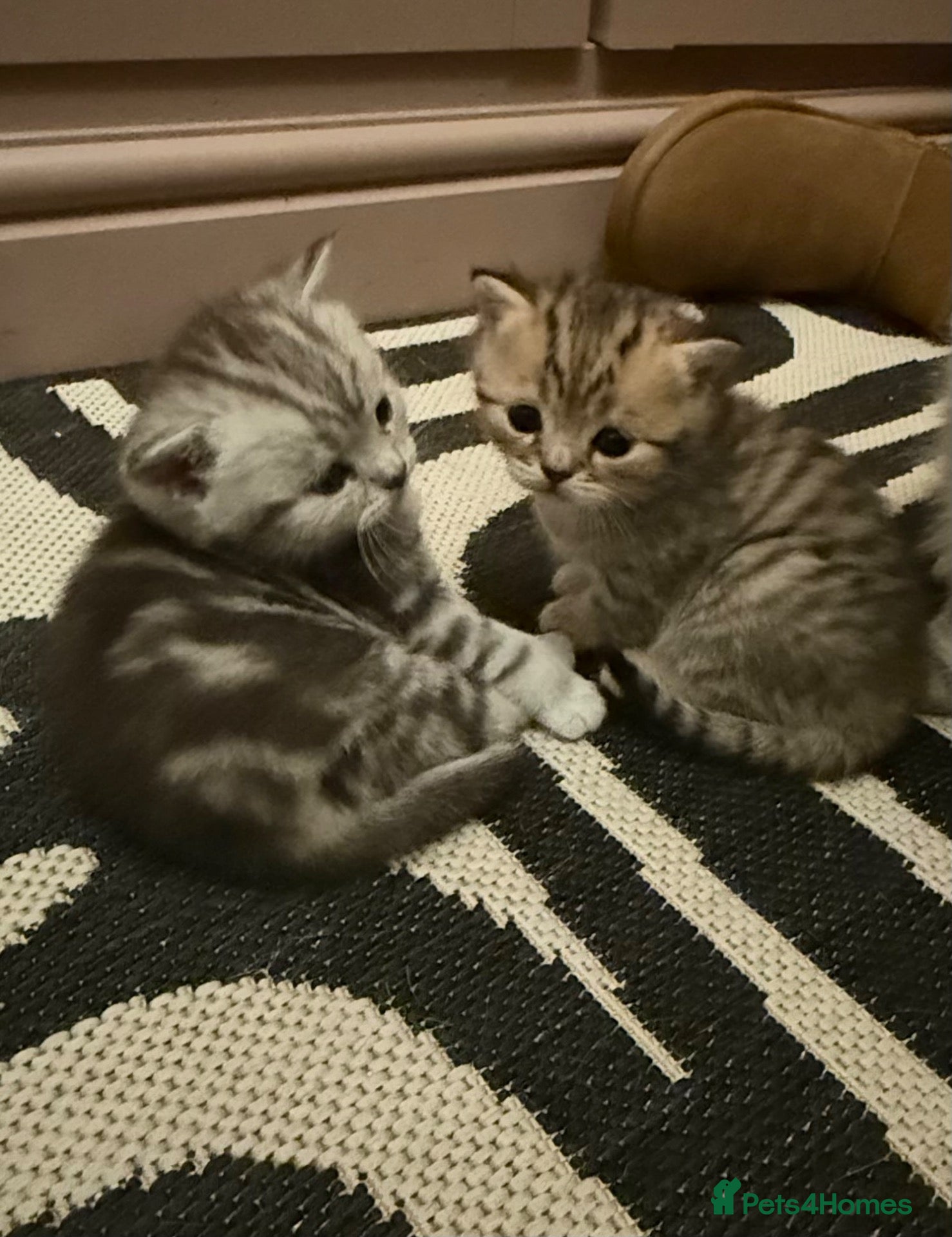 British Shorthair cats BSH LOOK AT LIKE (EXOTIC SHORTHAIR CROSS)  - Advert 1