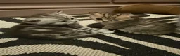 British Shorthair cats for sale: BSH LOOK AT LIKE (EXOTIC SHORTHAIR CROSS)  in Shifnal - Advert 1