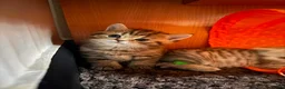 British Shorthair cats for sale: 🐾 Elite Male British Shorthair Kitten - Advert 20