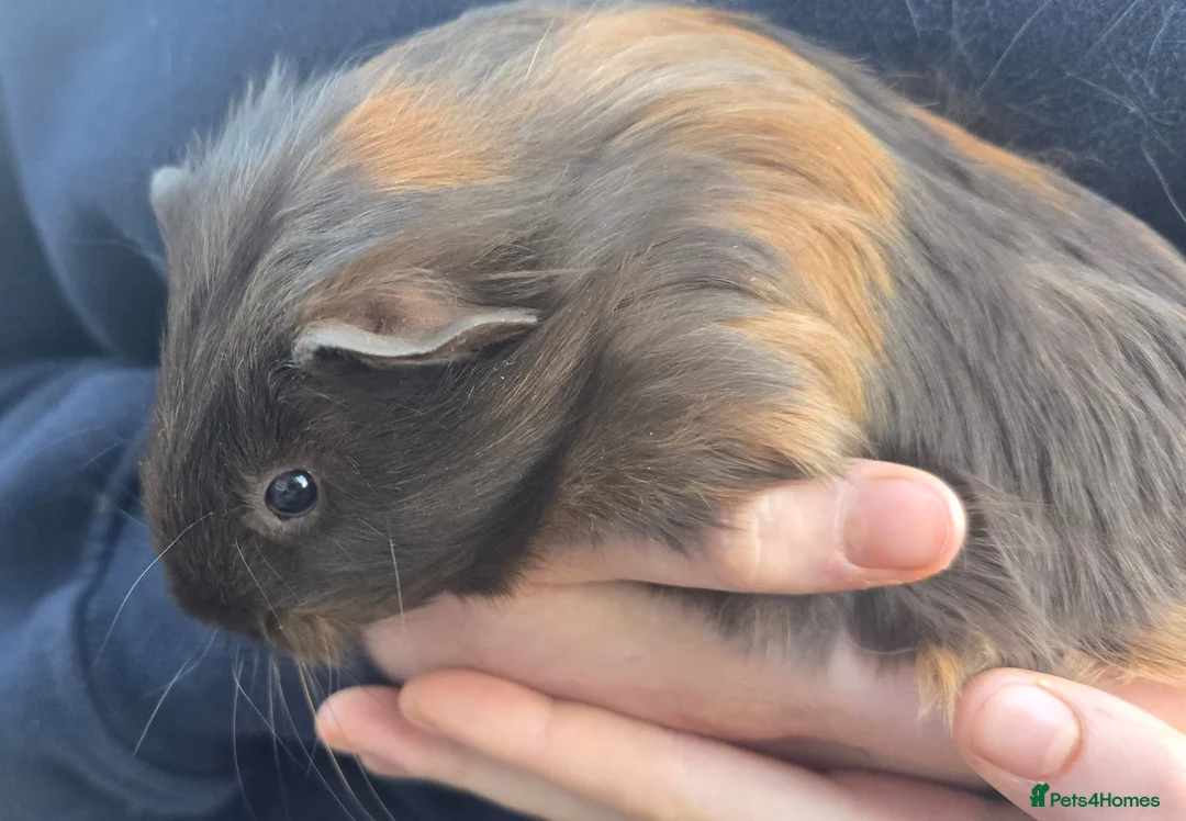 Guinea Pig rodents for sale: Guinea pig sows - Advert 6