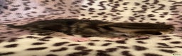 Bengal cats for sale: 4 beautiful Bengal X kittens for sale  - Advert 4