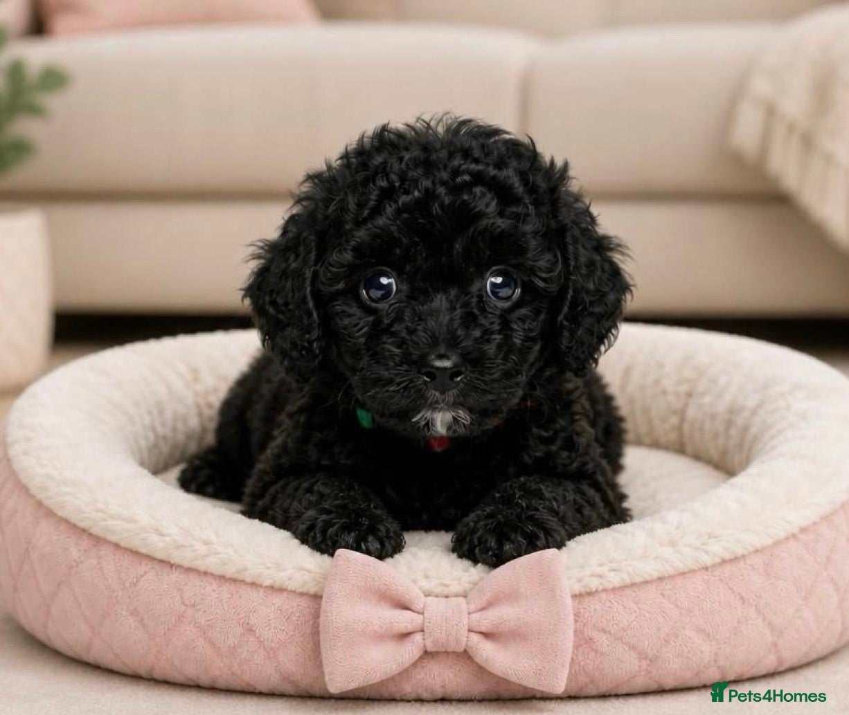 Mixed Breed dogs Adorable Miniature Poodle Puppies - Advert 6
