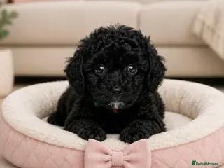 Mixed Breed dogs Adorable Miniature Poodle Puppies - Advert 6