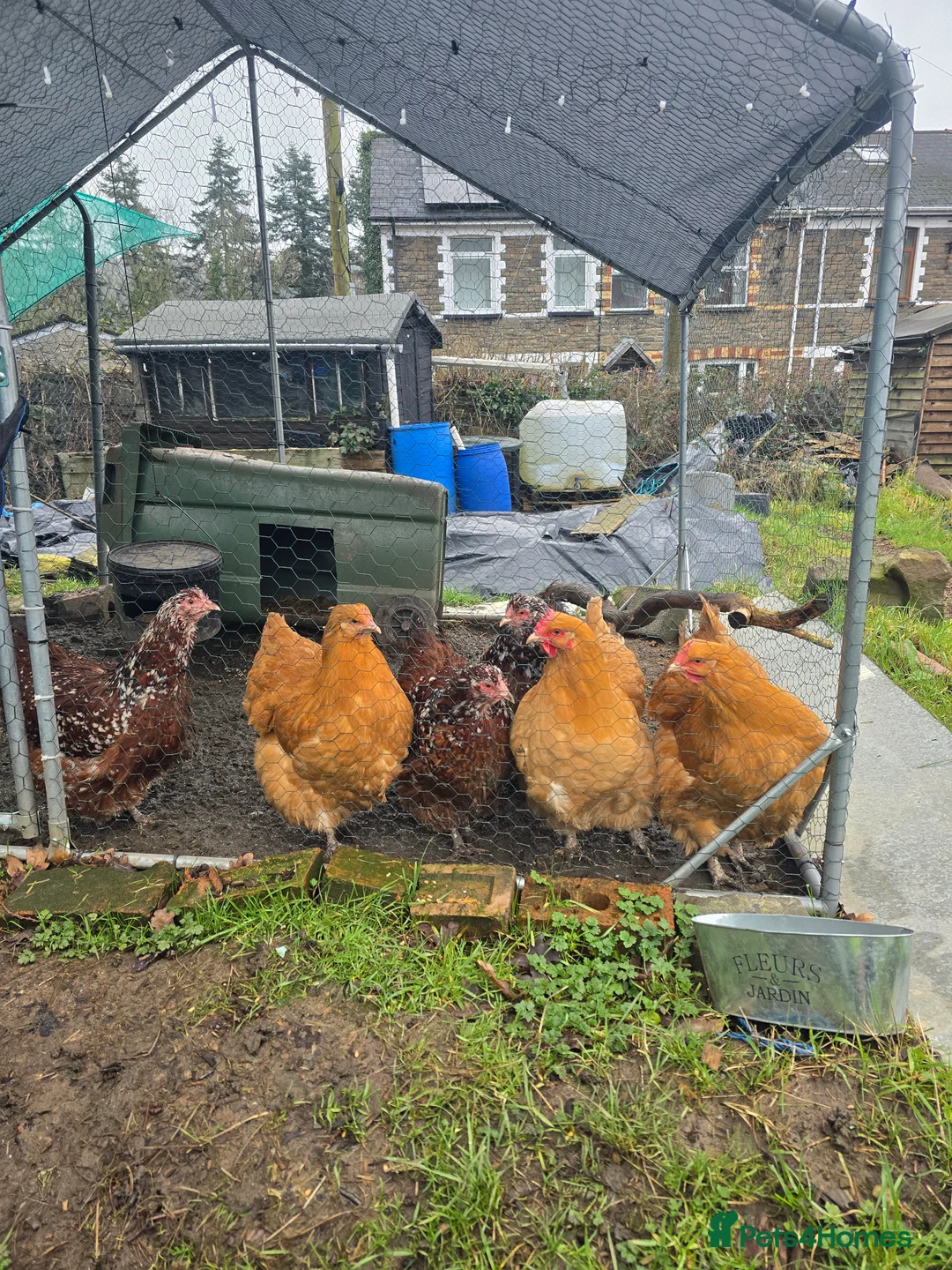 Chickens poultry for sale: 6 Orpingtons  - Advert 2