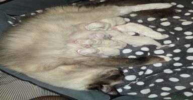 Ragdoll cats - Advert 6