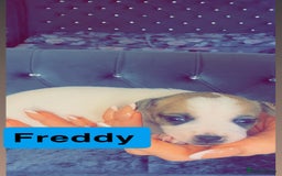 Mixed Breed dogs for sale: Chihuahua puppies  - Image 12