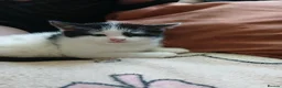 Mixed Breed cats for sale: Cute fluffy little kitten - Advert 23