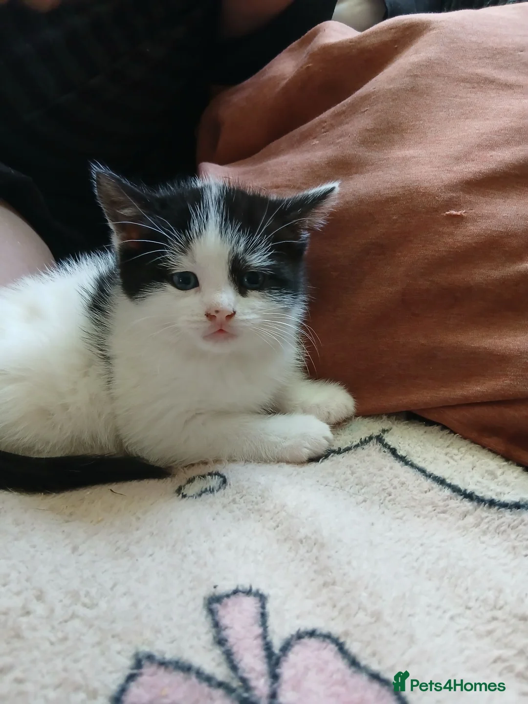 Mixed Breed cats for sale: Cute fluffy little kitten - Advert 23