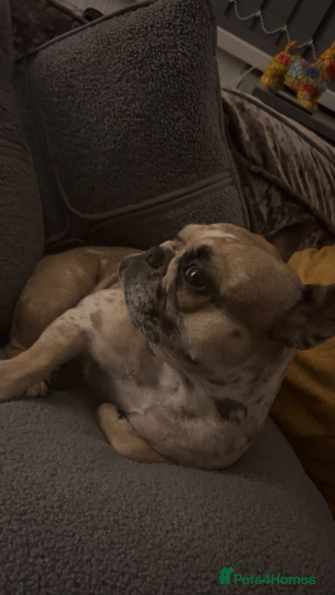 French Bulldog dogs for sale: French bulldog  - Advert 2