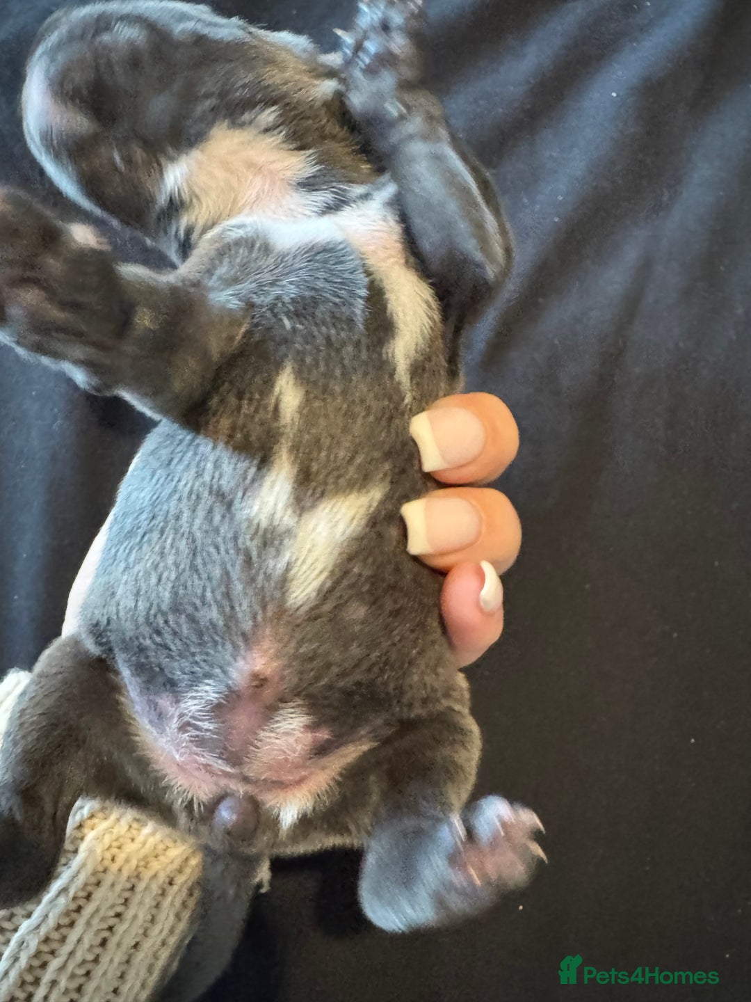 Staffordshire Bull Terrier dogs for sale: BEAUTIFUL STAFFORDSHIRE BULLTERRIER PUPPIES - Image 5