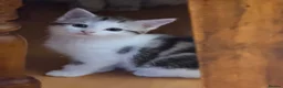 Mixed Breed cats for sale: Stunning kittens for sale - Advert 3