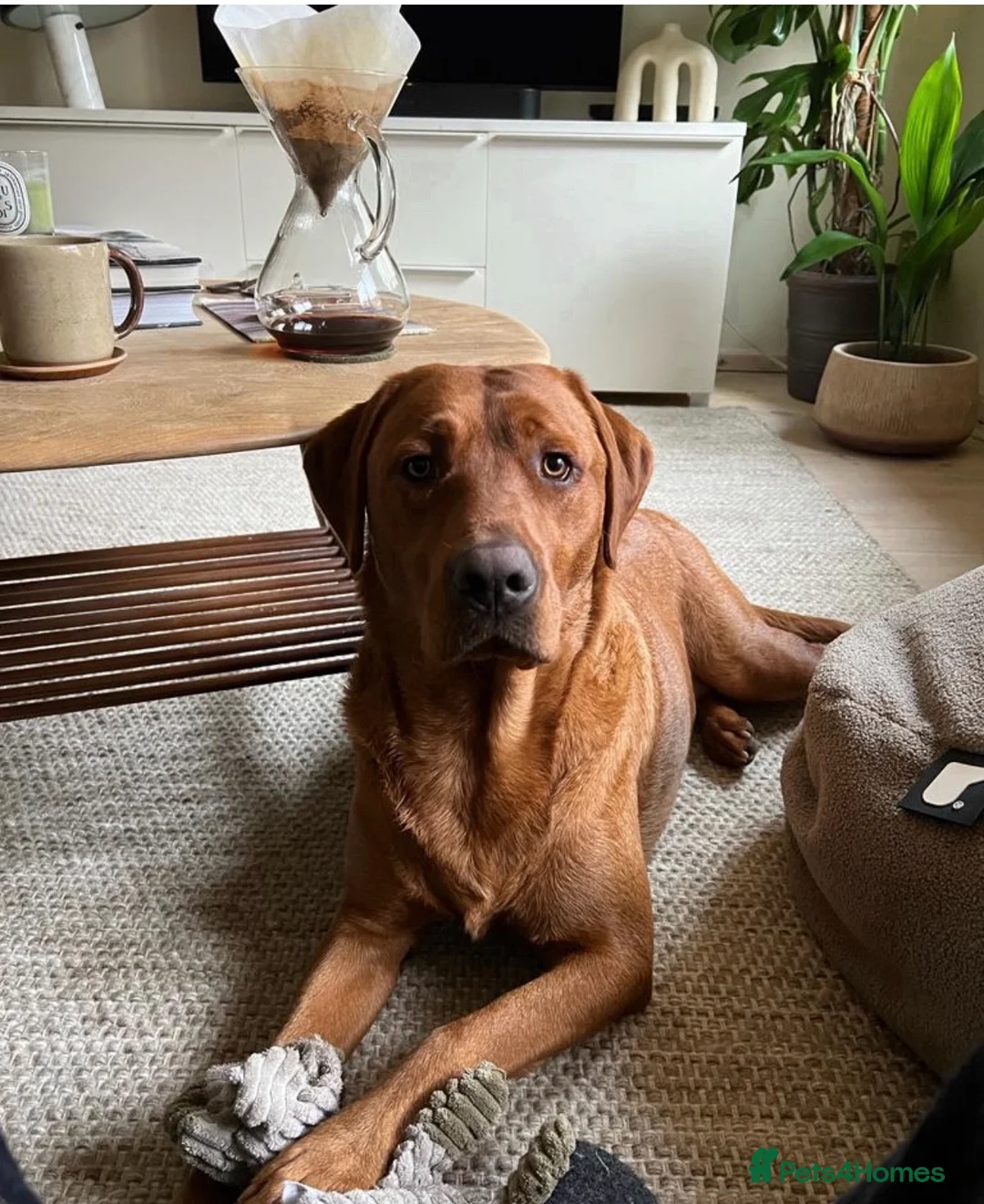 Labrador Retriever dogs for sale: KC Reg Dark Fox Red Labrador Puppies Health Tested - Advert 12