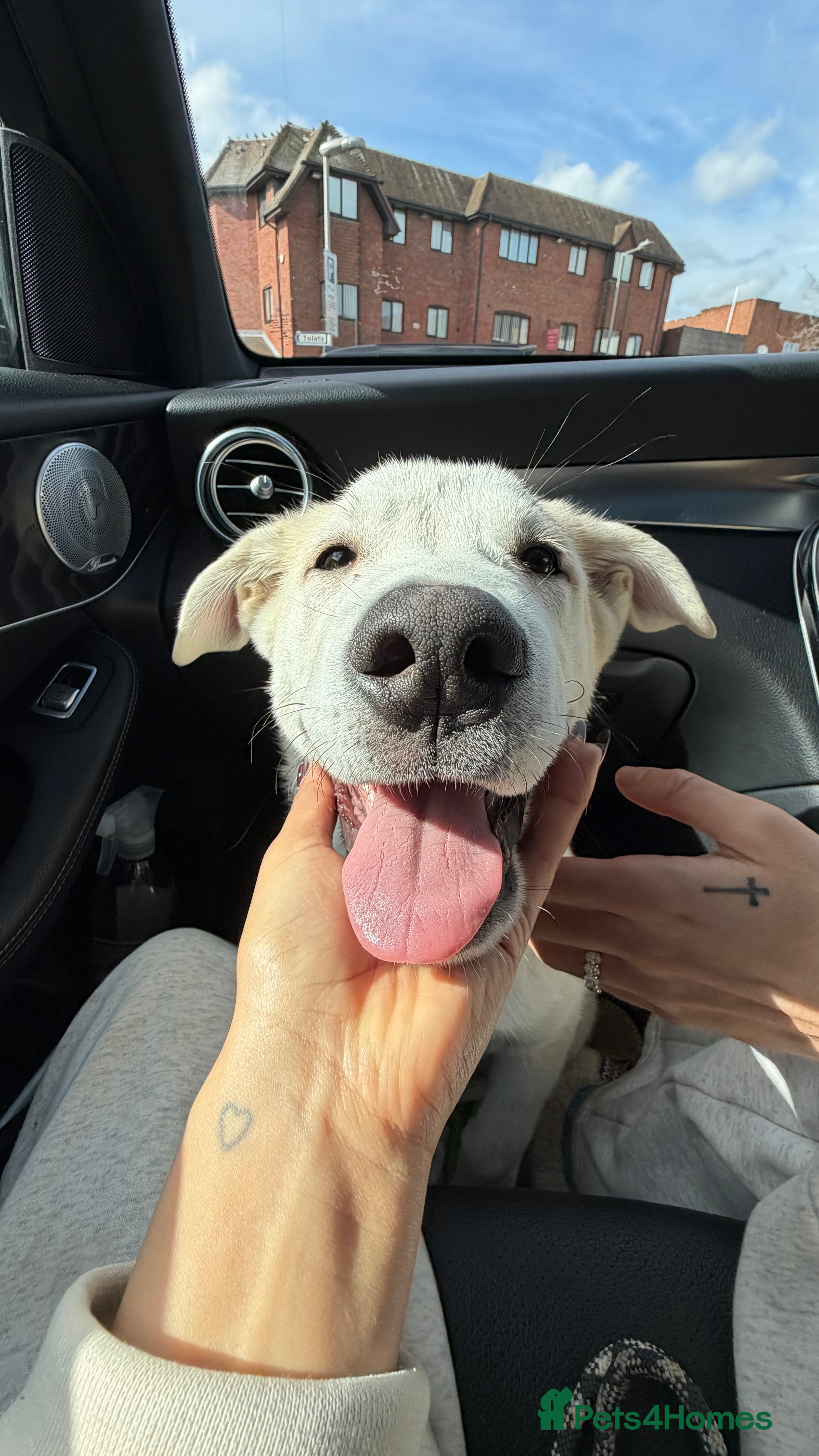 Mixed Breed dogs Sweet Stanley 3 Month Shepherd Husky Puppy 💙 - Advert 1