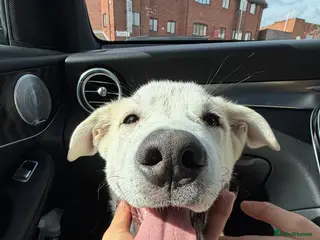 Mixed Breed dogs Sweet Stanley 3 Month Shepherd Husky Puppy 💙 - Advert 2