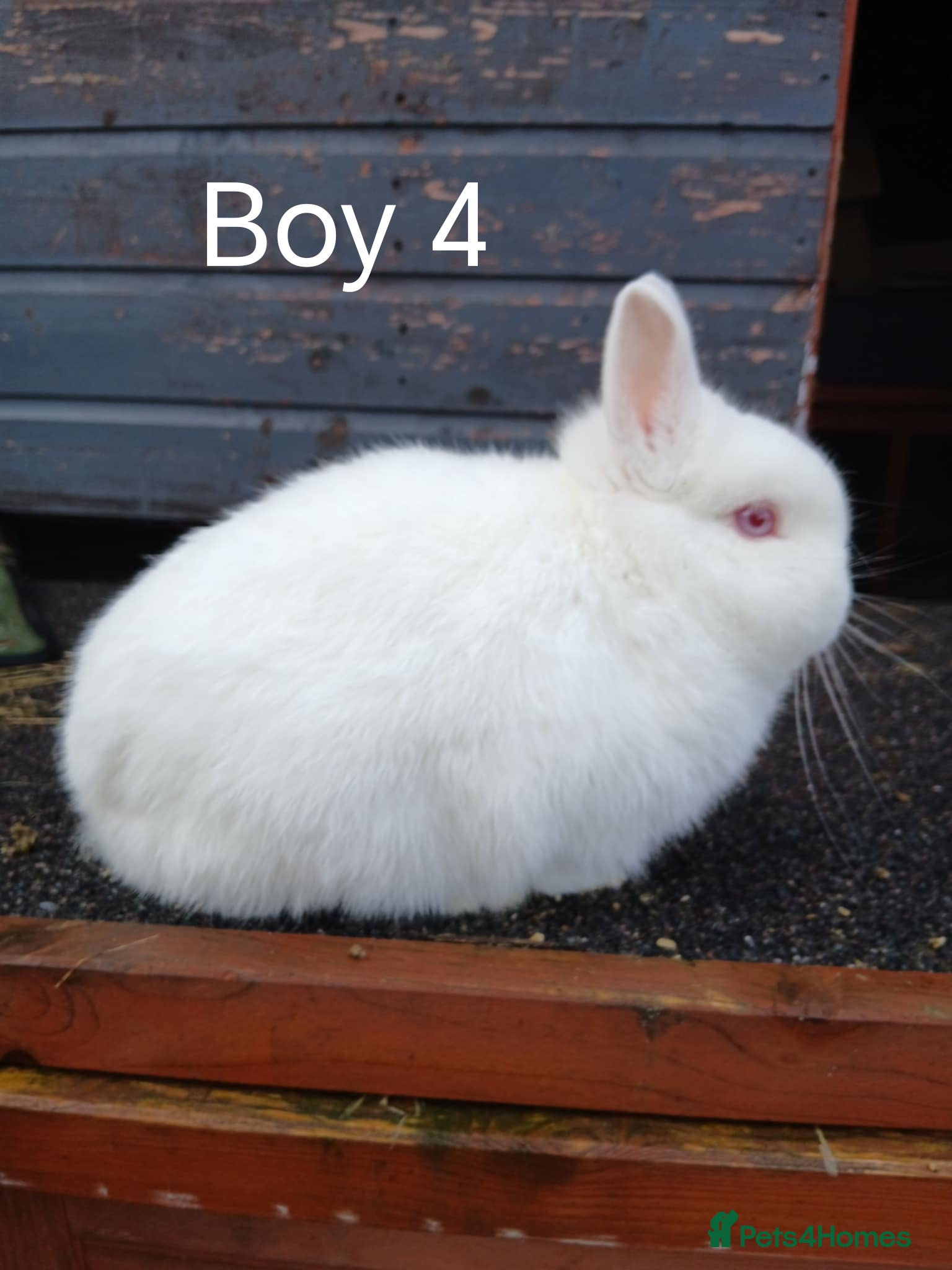 Netherland Dwarf rabbits Netherland dwarf rabbits  - Advert 4