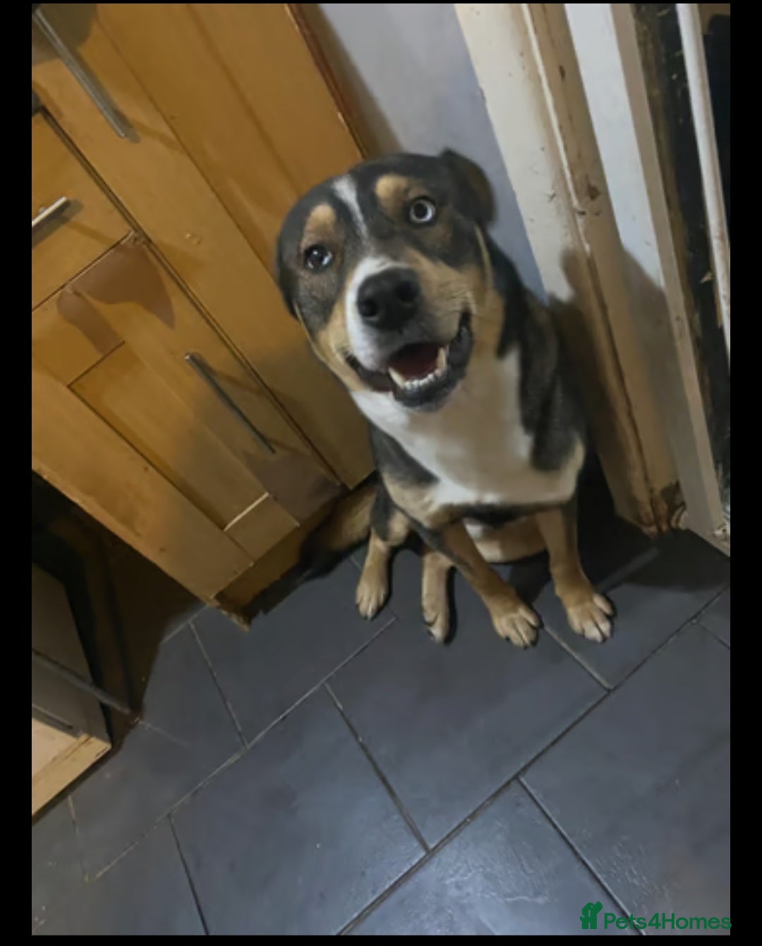 Mixed Breed dogs for sale: Male husky cross - Image 2