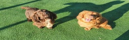 Cocker Spaniel dogs for stud: 💥HealthTested champ bred working cocker spaniel💥 in Cranbrook - Advert 12