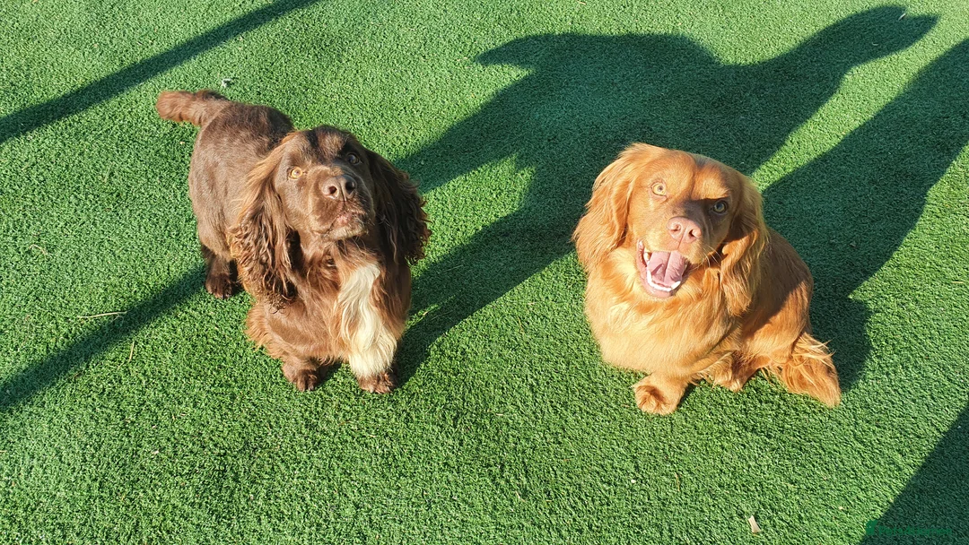 Cocker Spaniel dogs for stud: 💥HealthTested champ bred working cocker spaniel💥 in Cranbrook - Advert 10