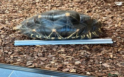 Tortoise reptiles for sale: Beautiful radiated for sale - Image 4