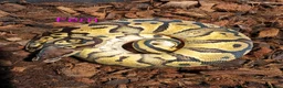 Python Snake reptiles for sale: Ball pythons (8mth). Pied/Firefly/Gene X/Mojave) - Advert 5