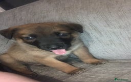 Mixed Breed dogs for sale: 2 beautiful babies left - Image 8