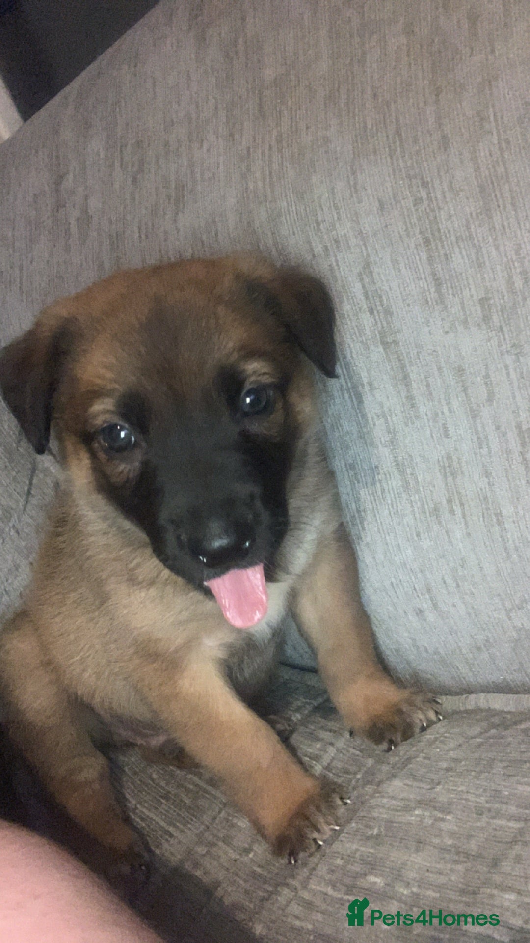 Mixed Breed dogs for sale: 2 beautiful babies left - Image 8